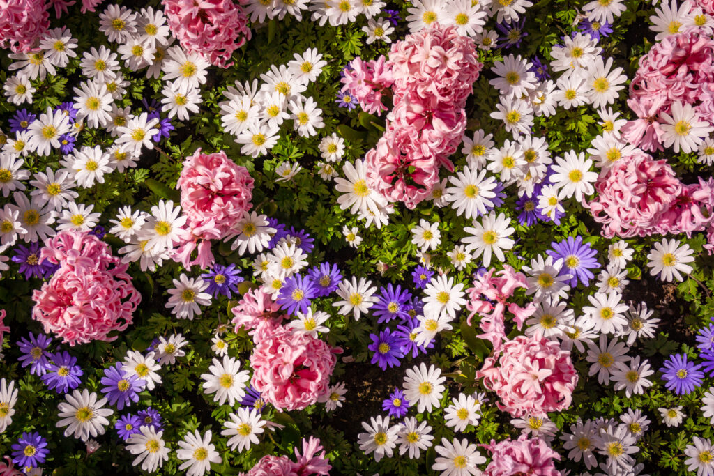 Colorful background from garden of flowers